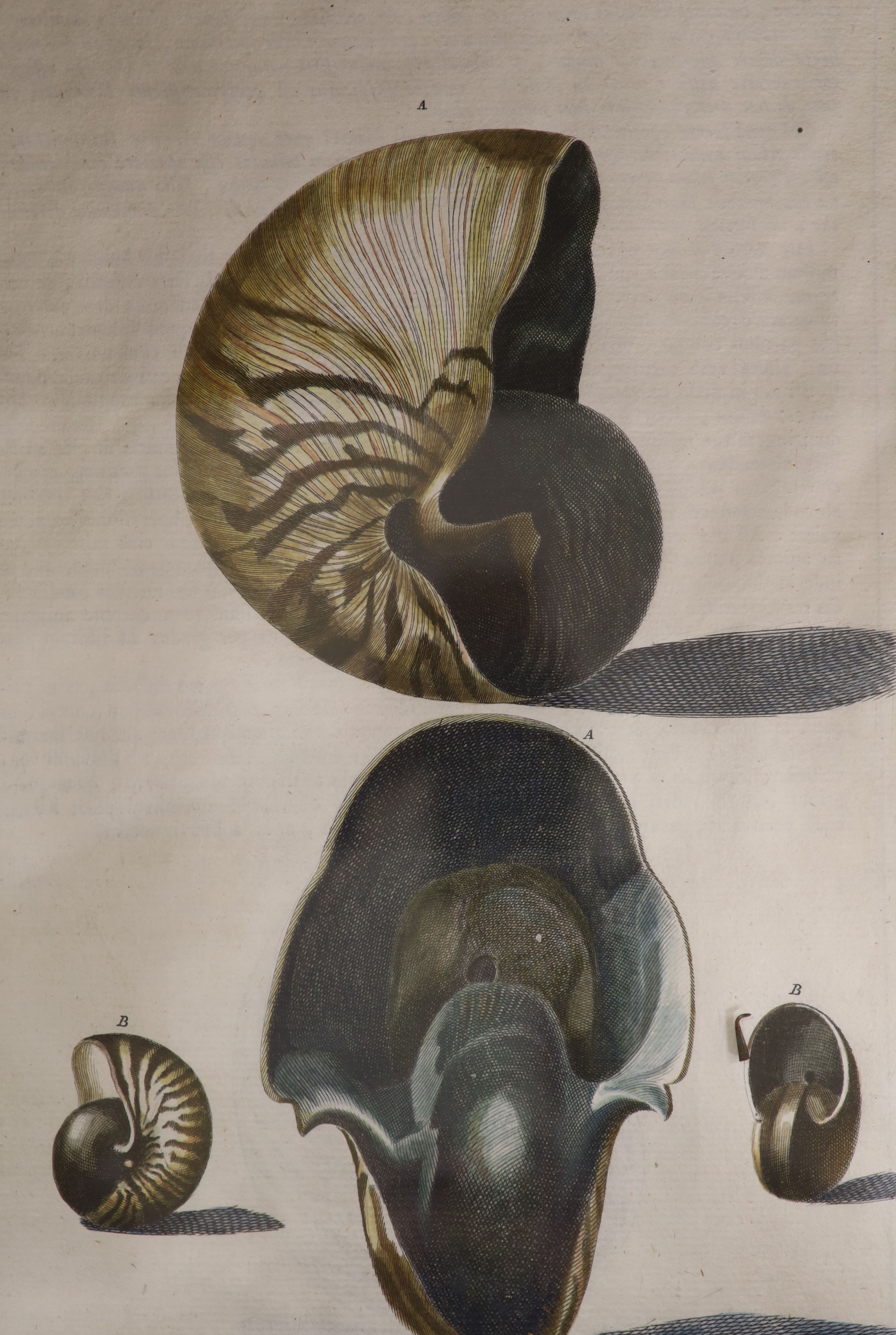 Pazzi after Menabuoni, four hand coloured engravings, Studies of shells, 41 x 26cm and a set of four hand coloured botanical engravings of Orchids, 26 x 22cm